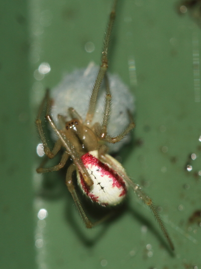 Enoplognatha ovata.JPG